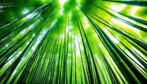 Facts about bamboo